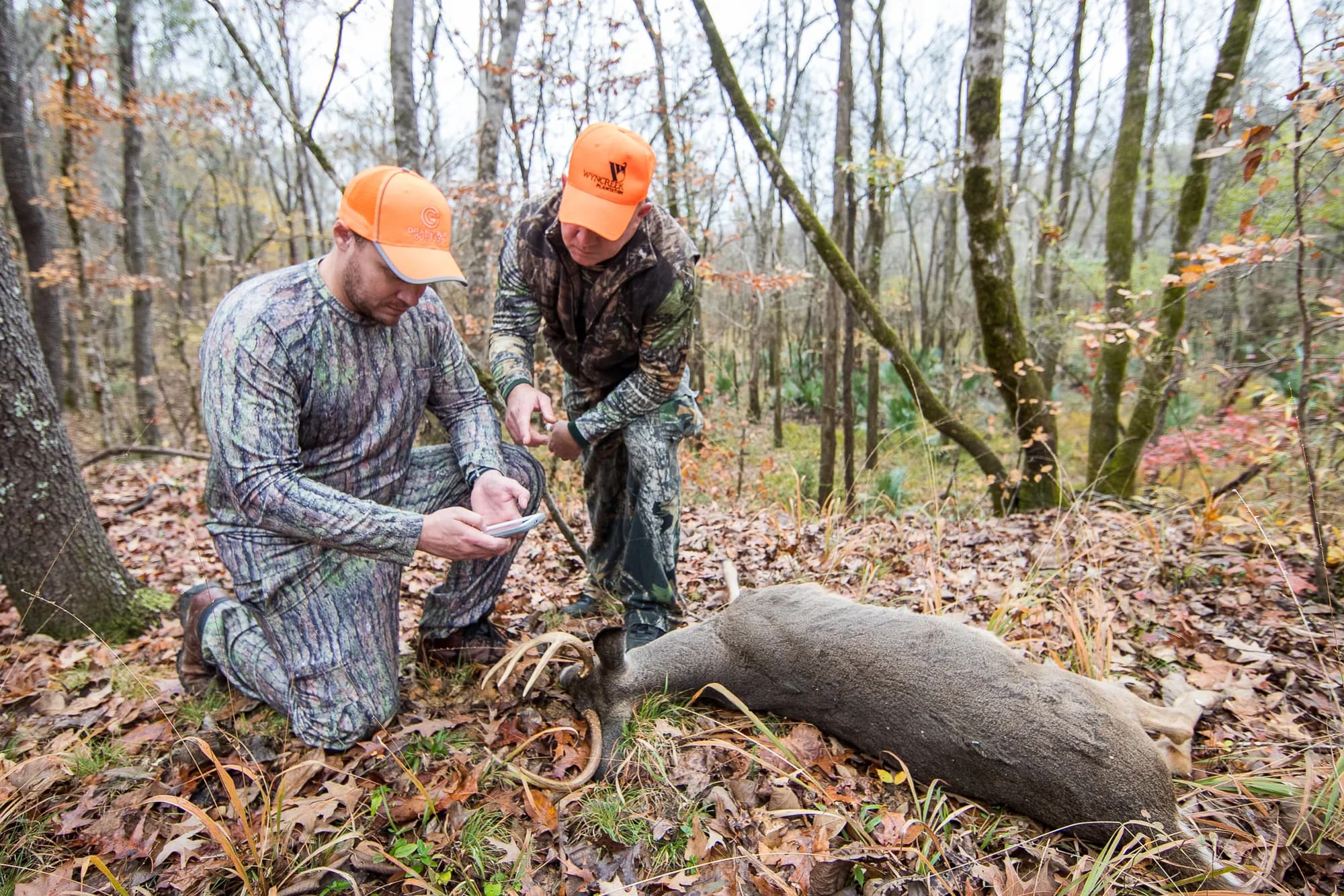Two hunters kneeling over a downed whitetail buck, logging the harvest on a phone in the field