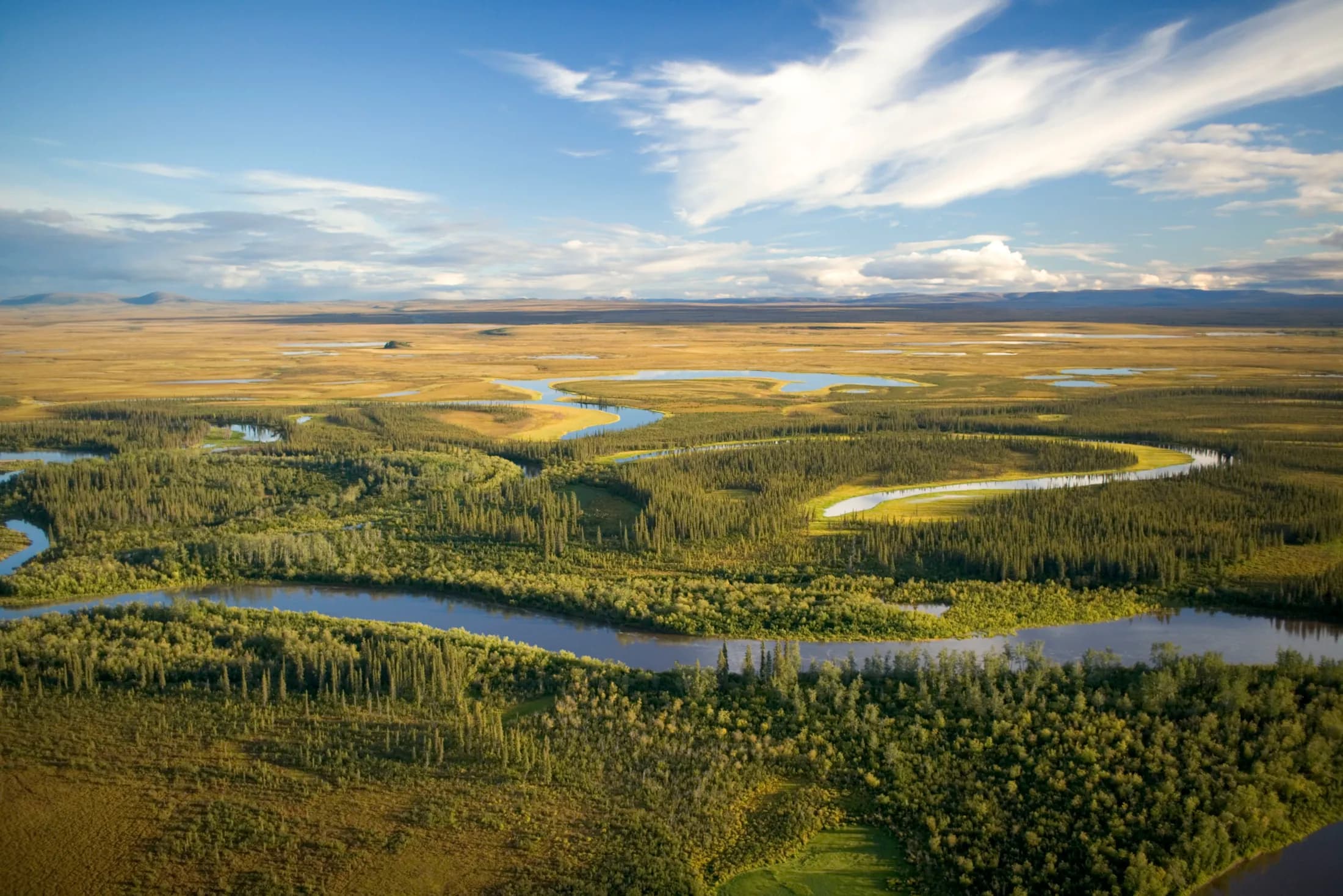 An aerial view of a braided river winding through forest and open wetland, the kind of ground Ember reads from the top down
